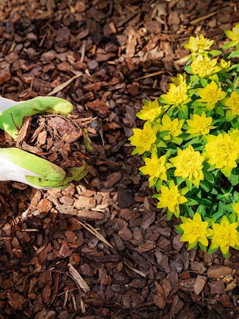 Landscaper mulching a flower bed with yellow blooms